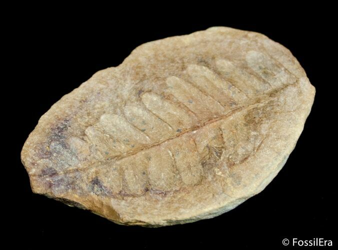 Fern Fossil From Mazon Creek - Million Years Old #3069